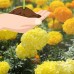 African Marigold Flower Garden Seeds - Cracker Jack Mix - 1 Lb - Annual Flower Gardening Seeds - Tagetes erecta - Crackerjack   566984008
